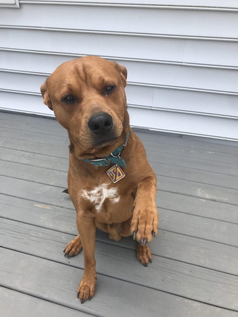 14 Dogs That Look Like ScoobyDoo In Real Life Page 3 of 3 PetPress