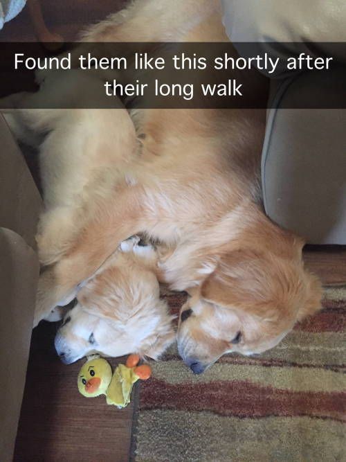 15 Funny Golden Retriever Memes That Will Make You Smile Page 2 of 3