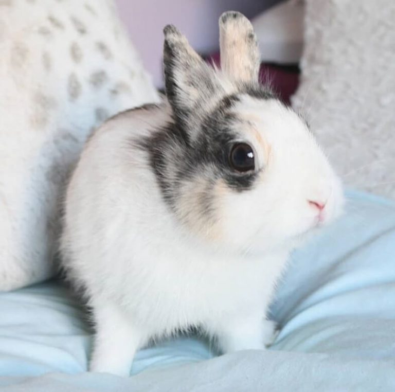 Female Rabbit Names 300 of the Top Girl Bunny Names PetPress
