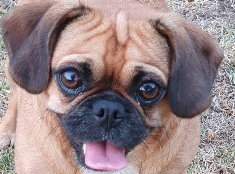 39 Utterly Cavalier King Charles Spaniel Mixes You Need In Your Life PetPress