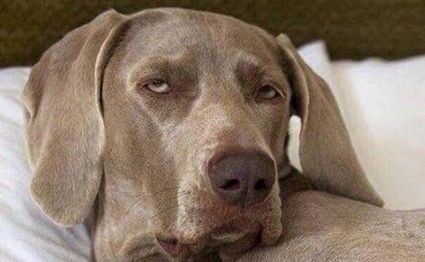 14 Funny Weimaraner Memes That Will Make You Smile - PetPress