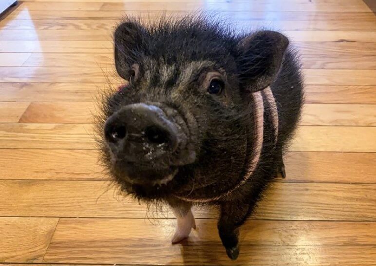 Pig Names The 500 Most Popular Male and Female Pig Names