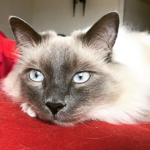 14 Ways to Keep Your Ragdoll Cat Healthy Page 2 of 3 PetPress