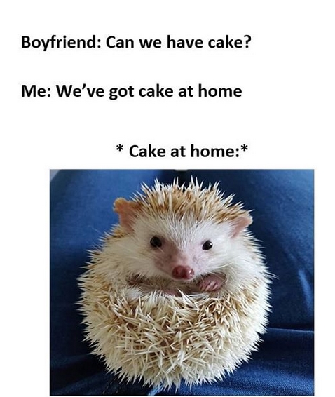 14 Funny Hedgehog Memes That Will Make You Smile | Page 2 of 3 | PetPress