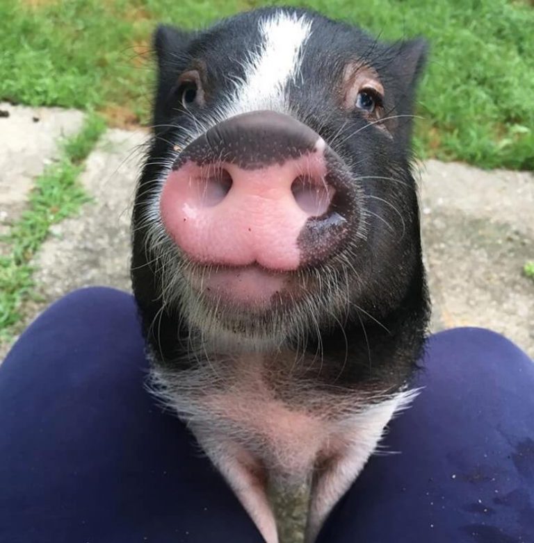 Pig Names The 500 Most Popular Male and Female Pig Names