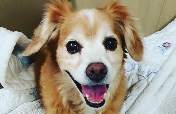 cocker spaniel x pomeranian