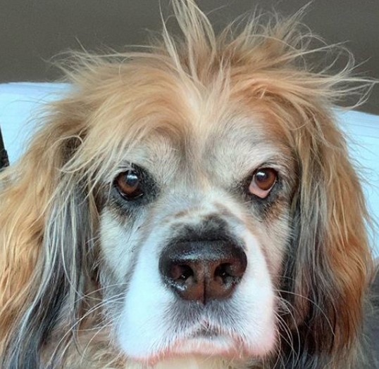 52 Cocker Spaniel Mixes That Are Absolutely Precious PetPress