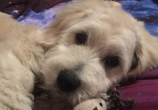 golden retriever and bichon frise