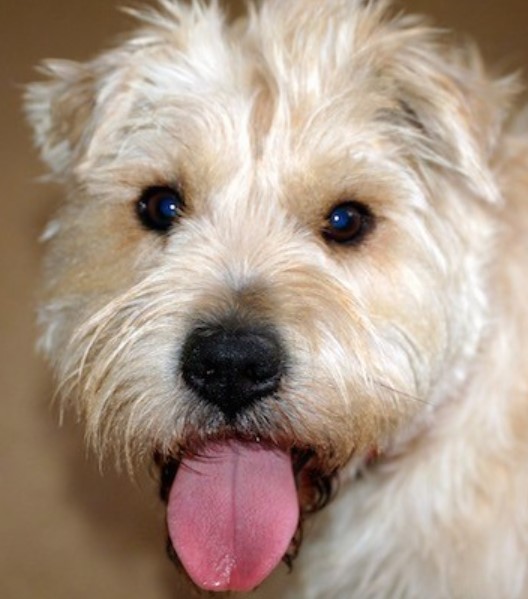 jack russell wheaten terrier mix
