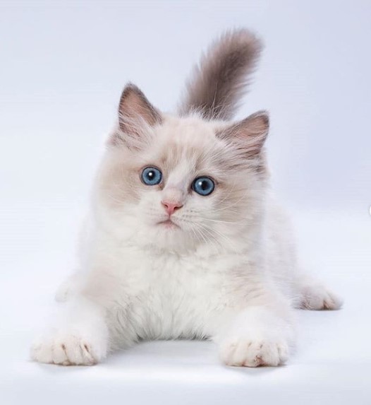 14 Tips For Choosing a Ragdoll Kitten PetPress