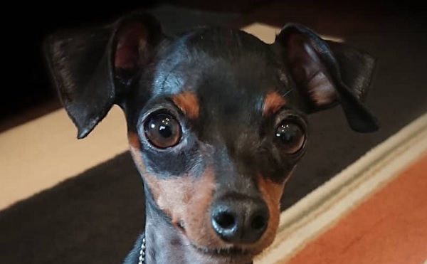 facts about miniature pinschers