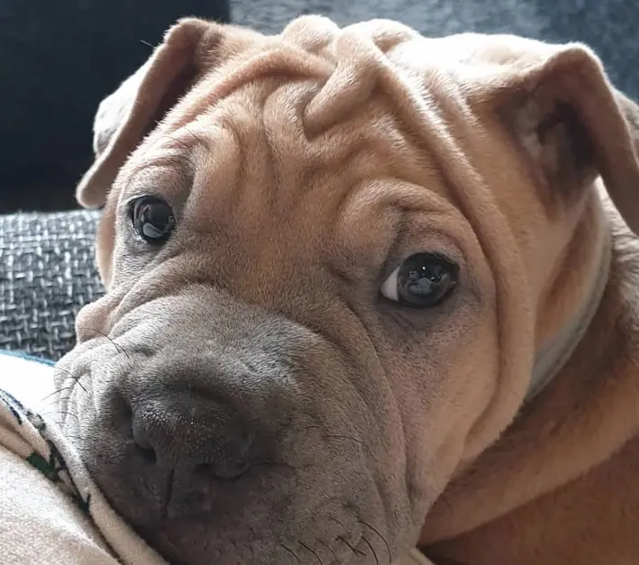 Frenchie Pei French Bulldog X Chinese Shar Pei Mix Petpress