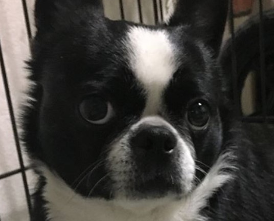 boston terrier pekingese mix