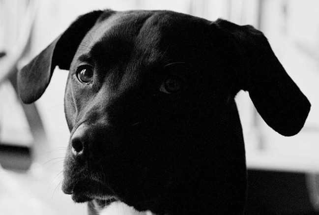 rottweiler x dalmation