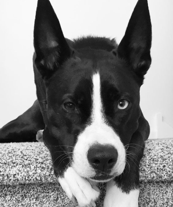 boston terrier siberian husky mix