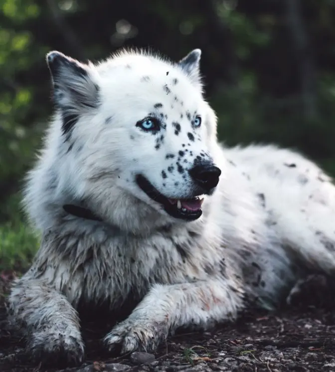 Dalmatian-Husky.jpg.webp
