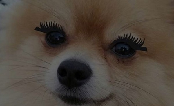 14 Funny Pomeranian Memes That Will Make You Cry Laughing | Page 2 of 3
