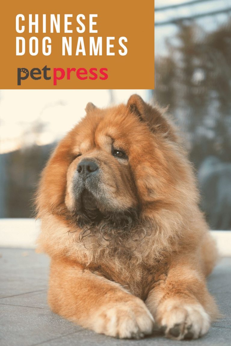 The 110 Best Chinese Dog Names With Meanings