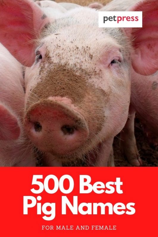 Pig Names The 500 Most Popular Male and Female Pig Names