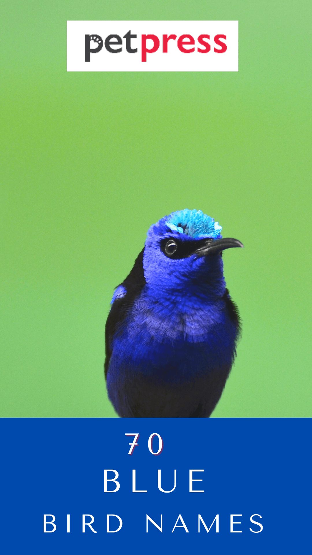 blue-bird-names