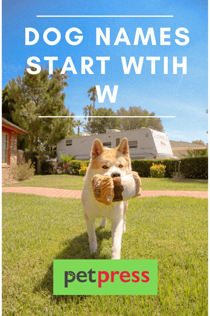 dog names start wtih w