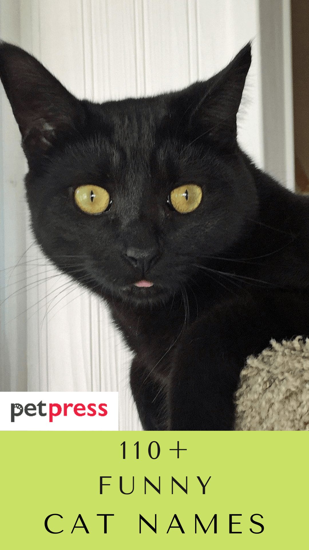 funny-black-cat-names