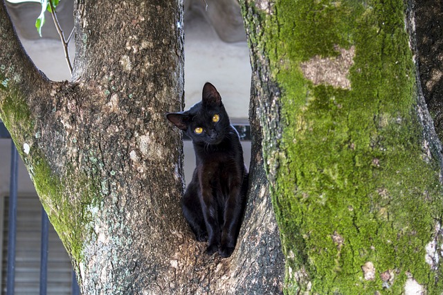 funny-cat-names-based-on-nature