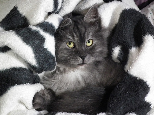 famous-funny-cat-names