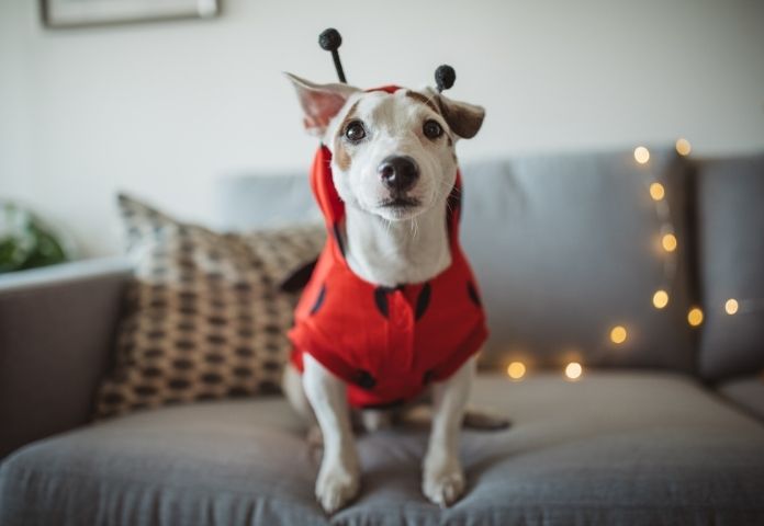The Best 200+ Halloween-inspired Names for Dogs