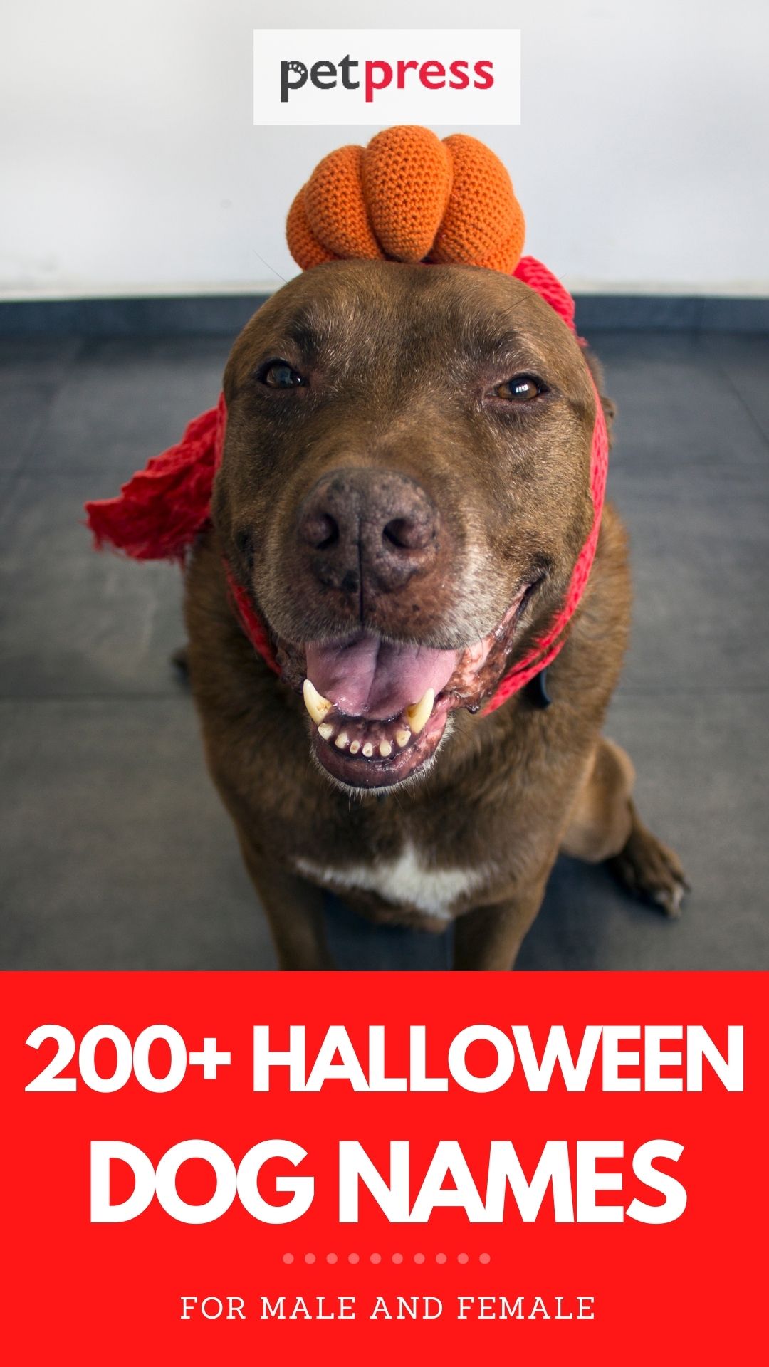 halloween dog names