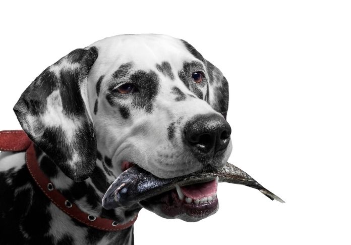 Hunting and Fishing Names for Dogs