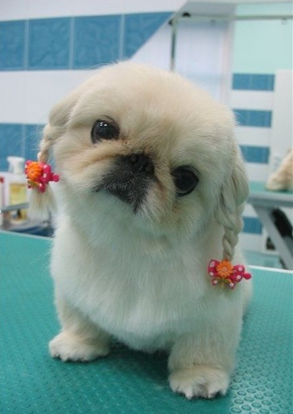 pekingese haircuts