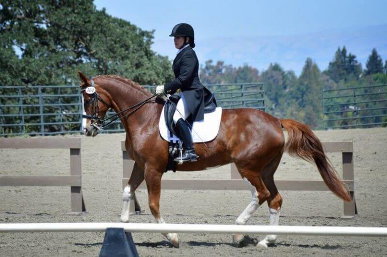 Top 500 Best Horse Names for Mares PetPress