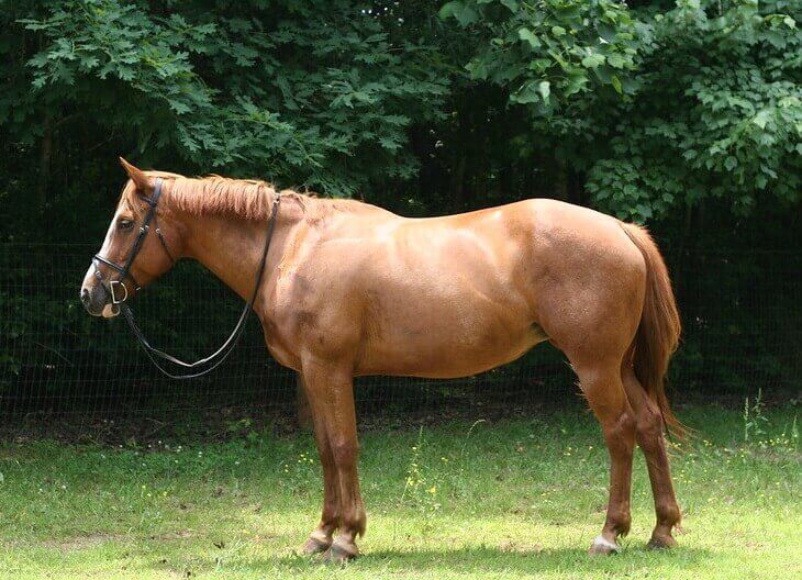 Top 500 Best Horse Names for Mares PetPress