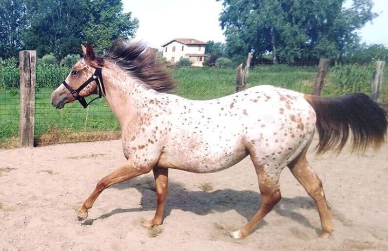 Top 500 Best Horse Names for Mares PetPress