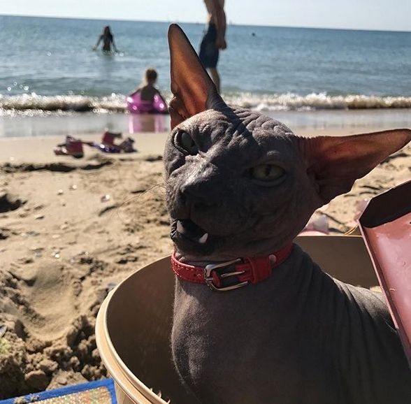 14 Funny Pictures Proving That Sphynx Cats Love Traveling Page 3 of 3 PetPress