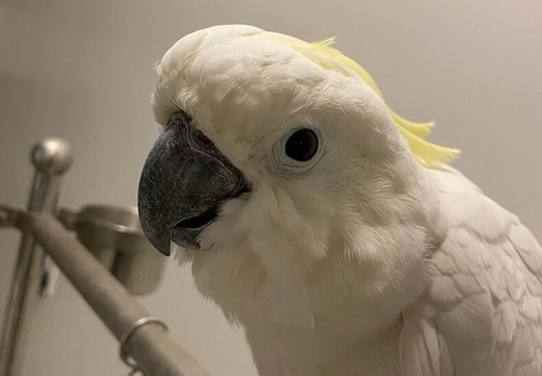 Top 500 Bird Names for Naming Your Pet Bird PetPress