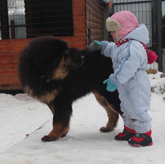 14 Cute Pictures Proving That Tibetan Mastiffs Can Make Friends with