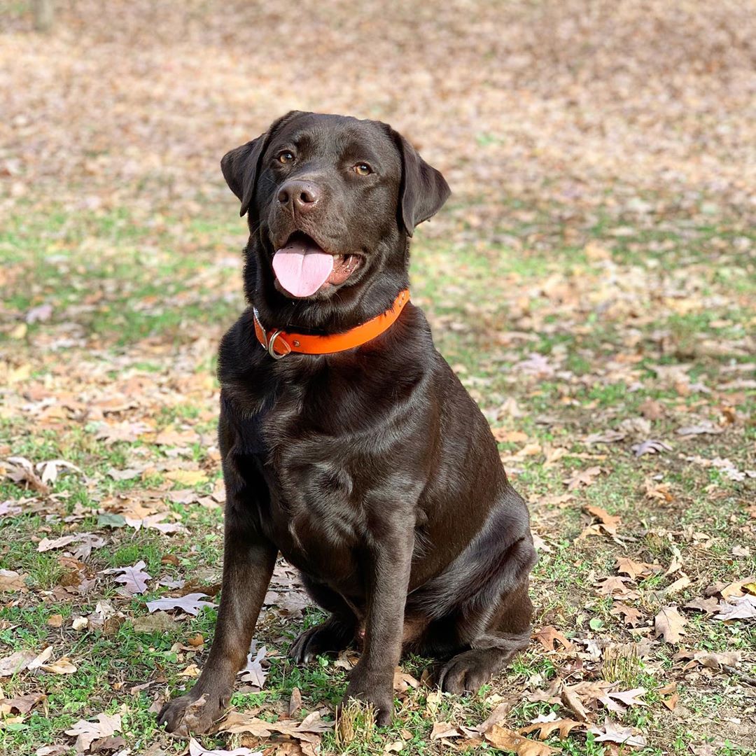 14 Great Facts About Labradors You Didn`t Know Page 2 of 4 PetPress