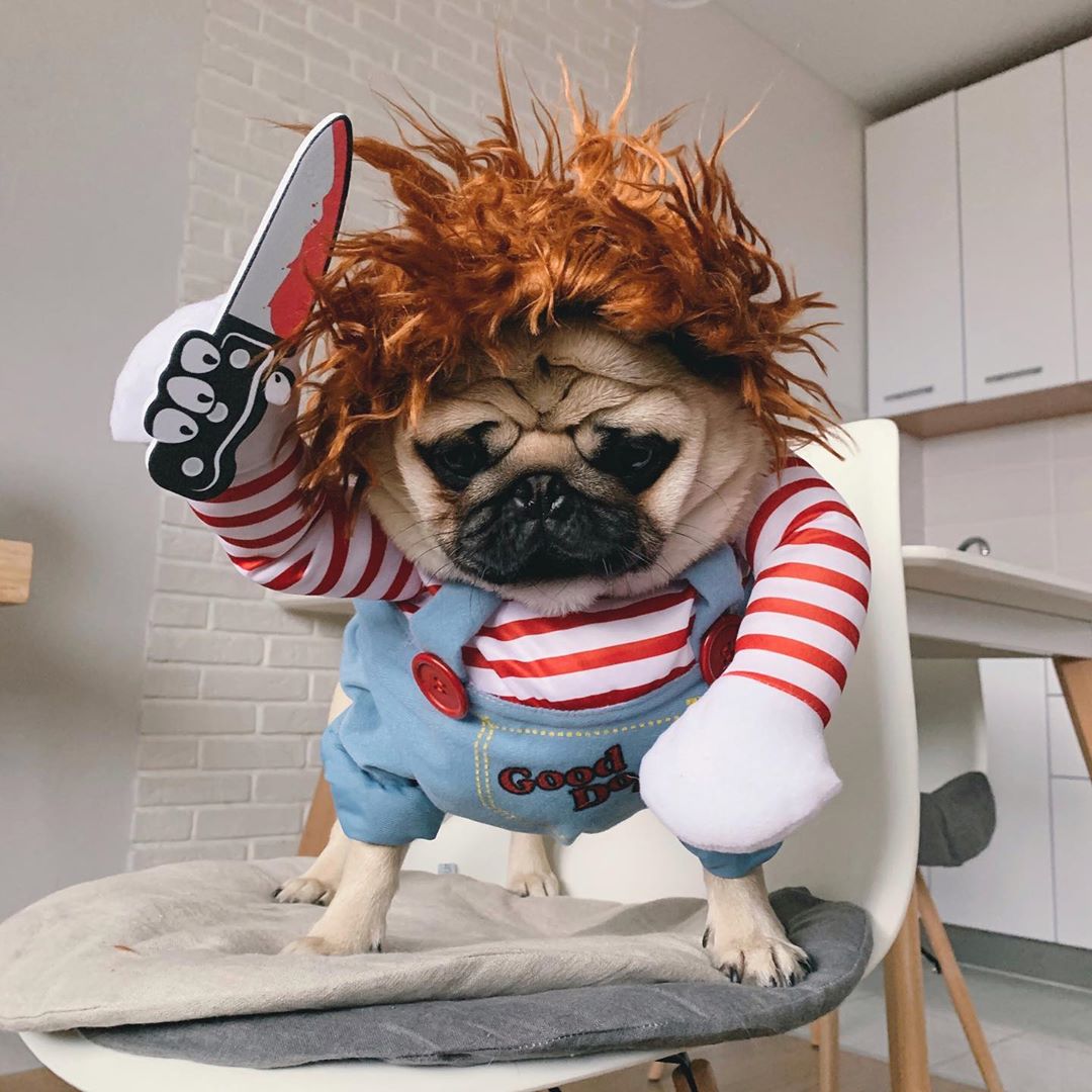 14 Super Cute Pug Pictures To Make Your Day | Page 2 of 4 | PetPress