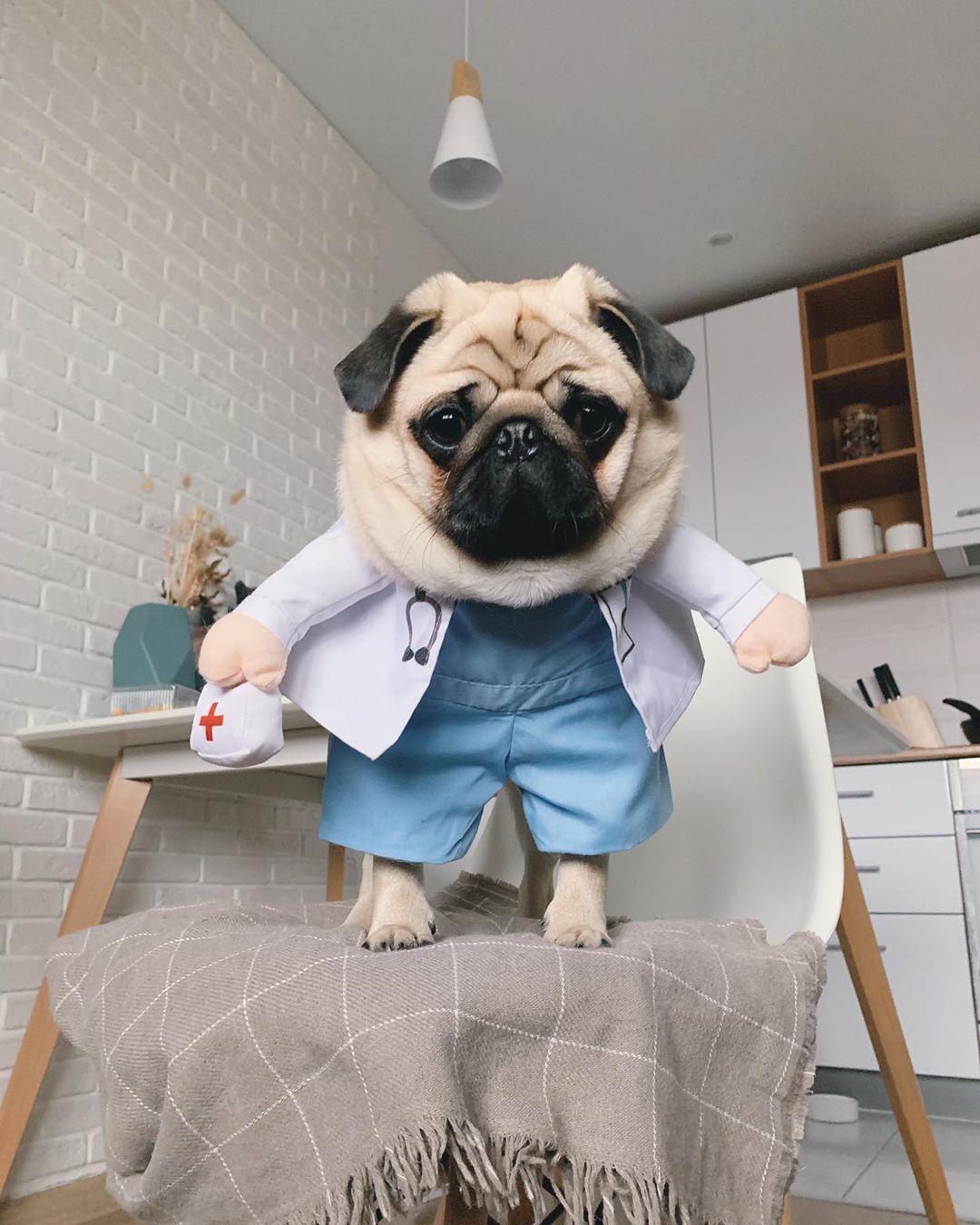 14 Super Cute Pug Pictures To Make Your Day | Page 2 of 4 | PetPress