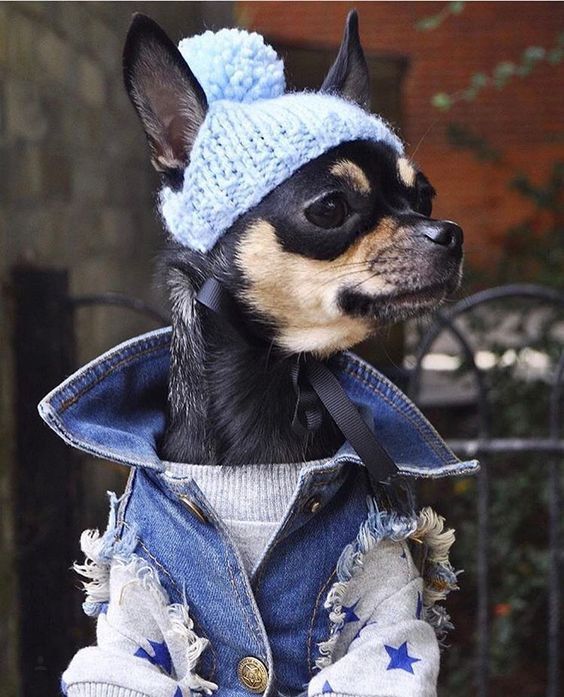 15 Fashion Tips From Chihuahuas Page 2 of 3 PetPress