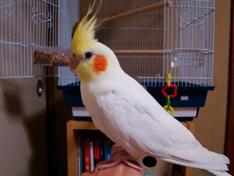 Cockatiel Names The 300 Most Popular Names for Cockatiels PetPress