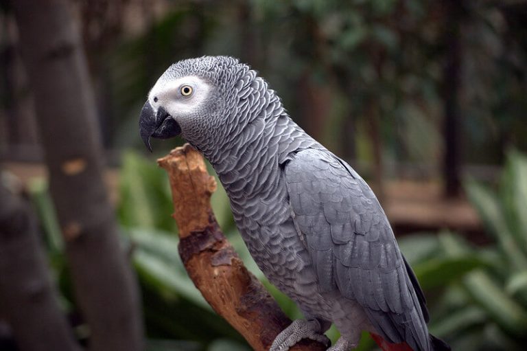 Top 500 Most Popular Male Bird Names PetPress