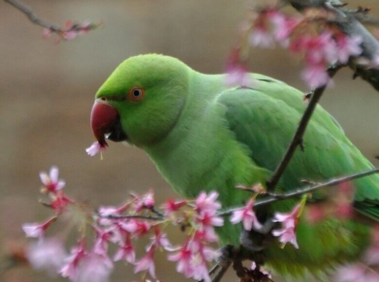 Green Bird Names 70 Inspiring Ideas for Naming Your Green Bird PetPress