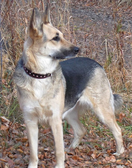 top-65-ranch-dog-names-petpress