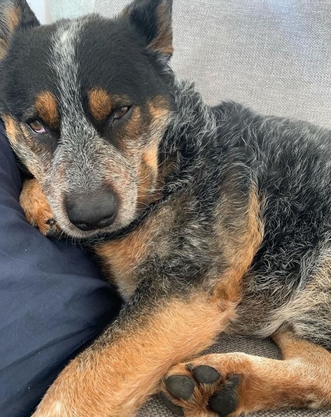 blue heeler dog names