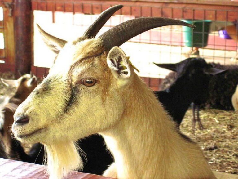Goat Names The 500 Most Popular Names for Goats