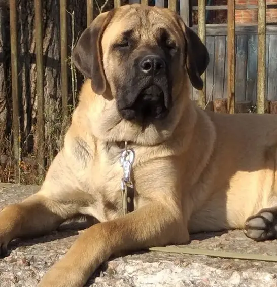 Top 101 Perfect Dog Names For Boy Mastiffs Petpress