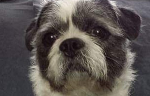 lhasa apso x terrier